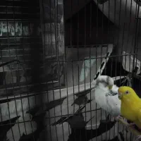 مرغ عشق|پرنده|گرگان, |دیوار