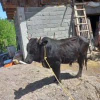 ورزا کوله چالوسی