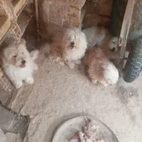 سگ پاکوتاه بازیگوش