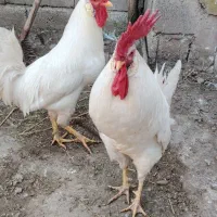 2 عدد خروس 1 ساله