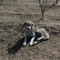 سگ ماده عراقی