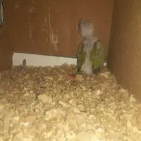 جوجه گرینچیک