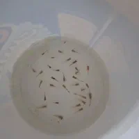 فروش ماهی گوپی و بچه ماهی گوپی زیر قیمت|ماهی|یزد, |دیوار