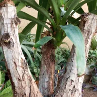 گل یوکا|گل و گیاه طبیعی|شیراز, احمدی جنوبی|دیوار