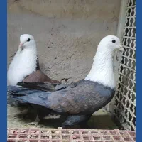 جفت کبوتر کله سفید