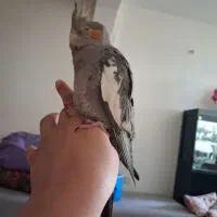 عروس نر|پرنده|محمدشهر, شهرک پیام (مهرالبرز)|دیوار