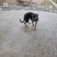 سگ پا کوتاه