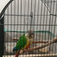 طوطی گرین چیک|پرنده|اسلام‌شهر, شهرک قائمیه|دیوار