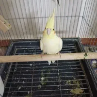عروس هلندی ماده