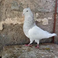 کفتر کله ابر نر