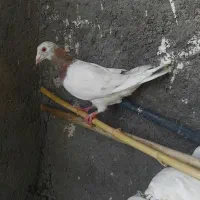 کله هما