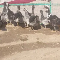 اردک|حیوانات مزرعه|هامون, |دیوار