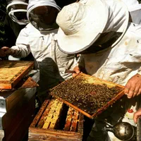 آموزش زنبورداری کندوداری تولید عسل ارگانیک|خدمات آموزشی|تهران, فردوسی|دیوار