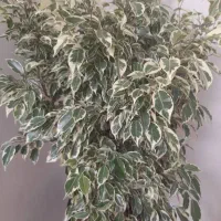 گل بنجامین