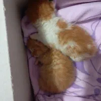 واگذاری بچه گربه