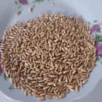 گندم درجه ۱