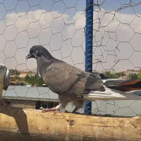 ۱۰ عدد کبوتر|پرنده|آشتیان, |دیوار