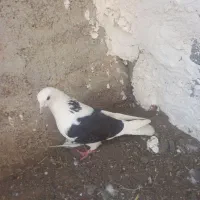 پشتار