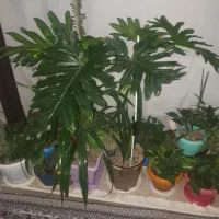 اکواریم|گل و گیاه طبیعی|گلبهار, شهر جدید گلبهار|دیوار