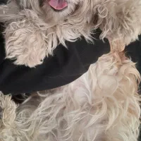 اشپیتز ماده فوری فوری