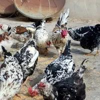 تخم مرغ نطفه دار گلین لری ریشو چهل تاج