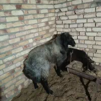 دوتاقوچ