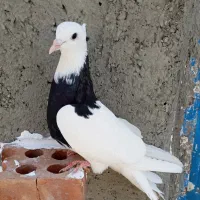 لونه کفتر بزرگ