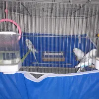 ۳عدد مرغ عشق خارجی