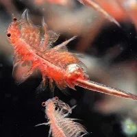 آرتمیا خوراکی برای ماهی