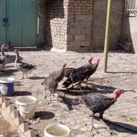 بوقلمون بالغ نر و ماده|حیوانات مزرعه|مشهد, شهرک صنعتی توس|دیوار