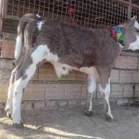 1 راس گوساله سیمینتال نر کلفت کشیده جنس|حیوانات مزرعه|گنبد کاووس, |دیوار