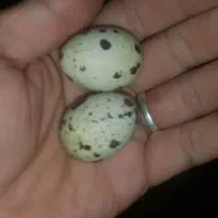 یک جفت بلدرچین تخم گذار جوان