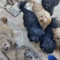 واگذاری سگ شیتزو تریر