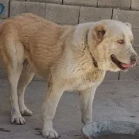 سگ پژدر و سراب