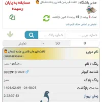 یک جفت جوجه مسافتی عربستان نسل رکورد خراسان رضوی|پرنده|اهواز, فاز ۱ پادادشهر|دیوار