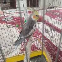 عروس هلندی گمشده