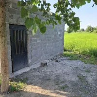 شالیزار-سنتی-یک-هکتاری-در-محدوده-شهر-کوچصفهان