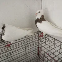 کبوتر طوقی|پرنده|گله دار, |دیوار