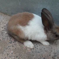 بچه خرگوش