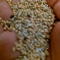 غذای پرنده