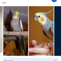 عروس هلندی نر