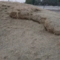 کاه|لوازم جانبی حیوانات|چمران, |دیوار