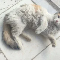 واگزاری رایگان گربه خانگی