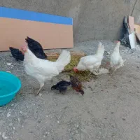 مرغ