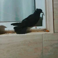 نر‌دمگیر سیاه کاکلی دمدار