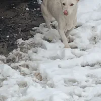 سگ هاسکی نگهبان  اصیل نر جوانن|سگ|مشهد, توس فردوسی|دیوار
