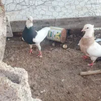 جفت کلفه د|پرنده|اردبیل, |دیوار