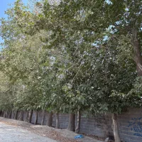 زمین ۵۰۰متری کرج هشتگرد تهراندشت کردان جنوبی آران|فروش زمین و ملک کلنگی|هشتگرد, تهران دشت|دیوار