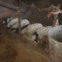 میش وبره دان خور|حیوانات مزرعه|کارزان, |دیوار