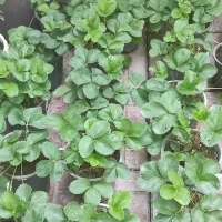گلدانهای بوته های توت فرنگی اصیل ارگانیک